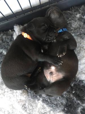 Pups