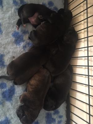 Puppies