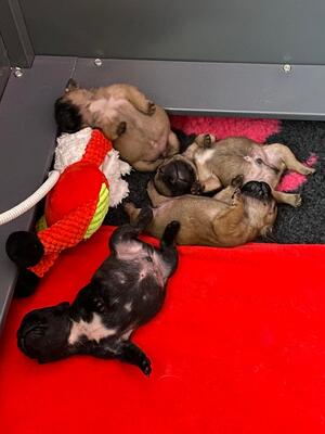 Puppies