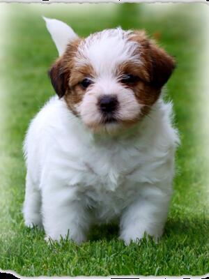 June Puppy