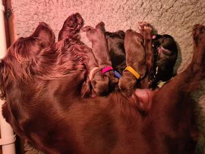 Brook and the pups a few hours old