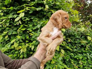 Pup 1