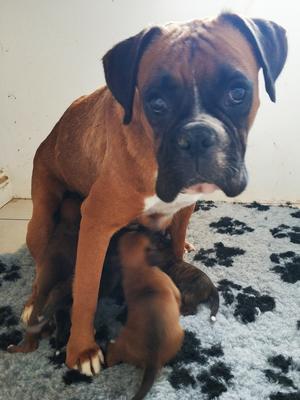 Champdogs Boxer Puppies 2025