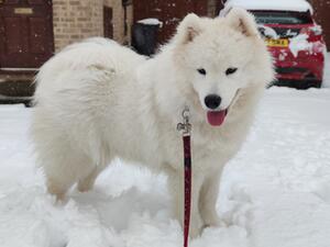 Taiga Enjoying the Snow