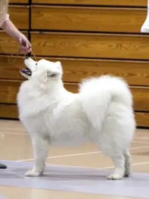 Floki when younger at a breed champ show