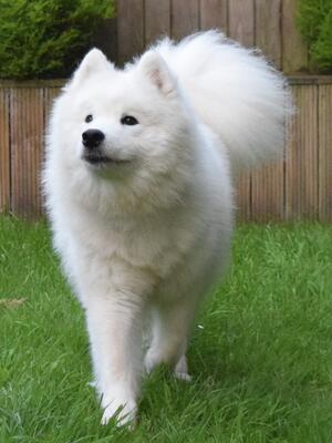 Taiga on Move