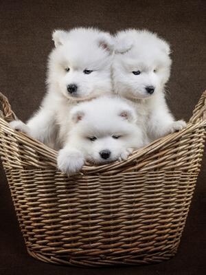 Our DREAMBIG puppies enjoying a photoshoot