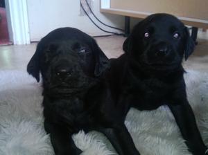 Puppies at 4 weeks old