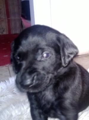 One of the male puppies at 4 weeks