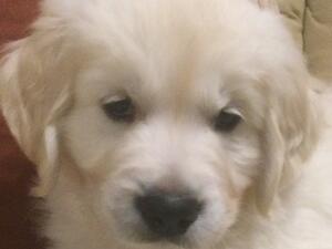 Delightful puppy available