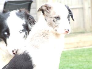 Mum with her last pup to go.