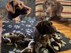 Dam Sire and Pups