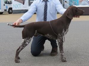 Trevor (Sire)