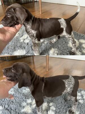 Boys aged 5 weeks