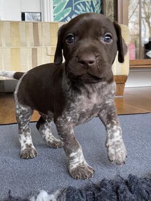 Boy available