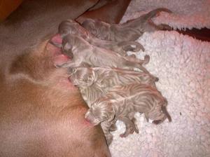 Lotti & Logan's new-born pups