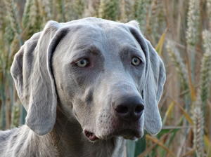 Evie in the Field