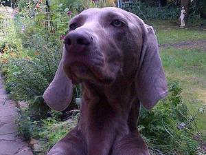 Puppies' Beautiful Mum
