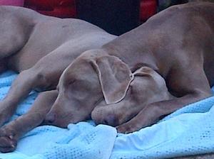 Lotti & Cosmo (mum & dad)