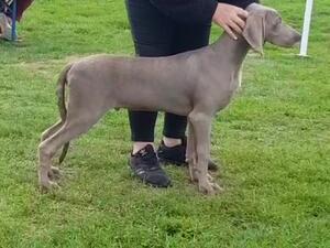 Alan as a young puppy