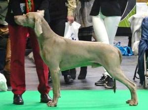 Kobi winning at Crufts 2018