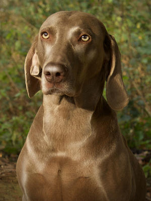 Lotti - 