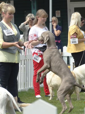 Excited to be in the Puppy Group 3 Counties Champ