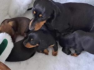 Mum & pups