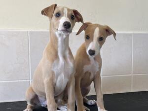 Dogs