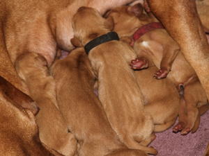 Puppies