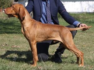 HJ Ch Kings Blood of Skyrocket (Matyi)