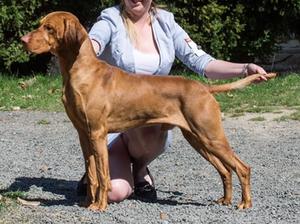 HJ Ch Kings Blood of Skyrocket (Matyi)