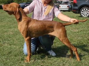 HJ Ch Kings Blood of Skyrocket (Matyi)