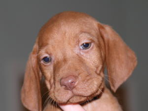 Puppy