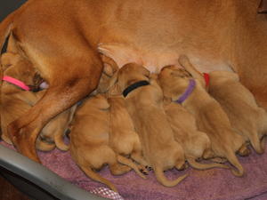 Puppies