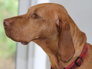 Rhona
