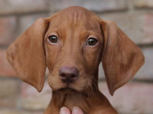 Available male puppy