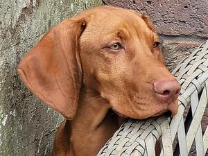 Four-month-old available puppy