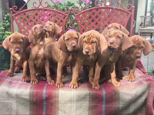 Fabians Puppies
