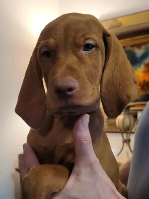 Male Puppy - Brown Collar