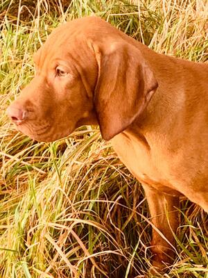 Beautiful Male Puppy