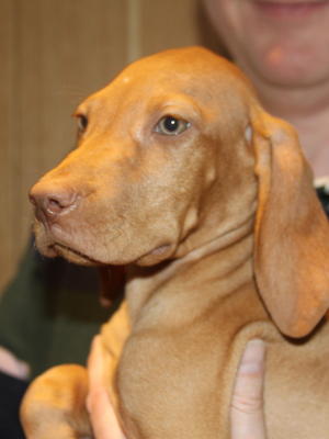 Rhona's puppy - 2015 litter