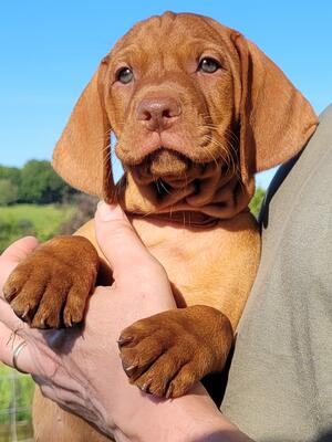 Available - Male Puppy