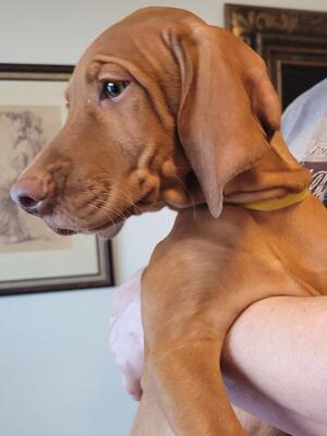 Beautiful Male Puppy