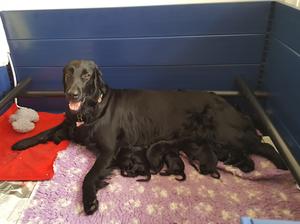Jess with her puppies