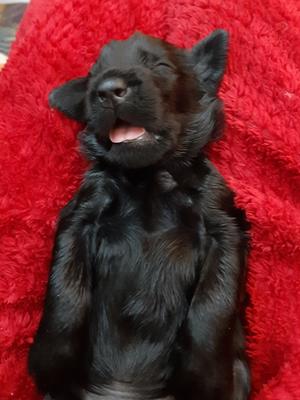 Dog puppy, 3 weeks old...