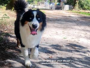 Lancelot (Sire)