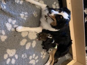 River and puppies