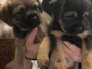 Reared in the family home, well socialised pups.