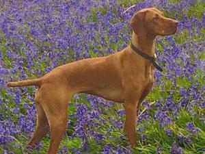 Champion bloodlines. Totally versatile family dog.